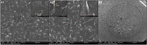 Nanomaterial used in thin films. Visualization of the interaction of HS-5 cells with ...