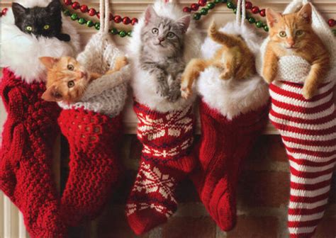 We did not find results for: Kittens In Christmas Stocking - Box of 10 Avanti Cat ...