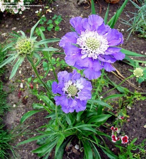 Plantfiles Pictures Pincushion Flower Perfecta Blue Scabiosa