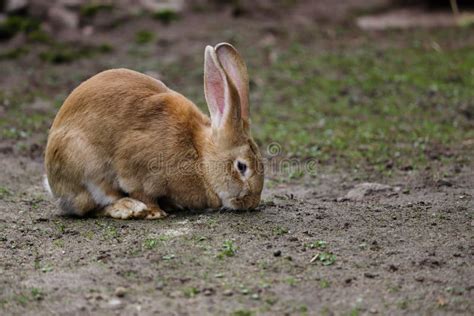 Full Body Of Domestic Female Brown Flemish Giant Rabbit Stock Image