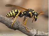 Pictures of Wasp Videos