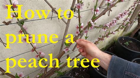 How To Prune A Peach Tree Guide To Pinching Out A Peach Fan Youtube