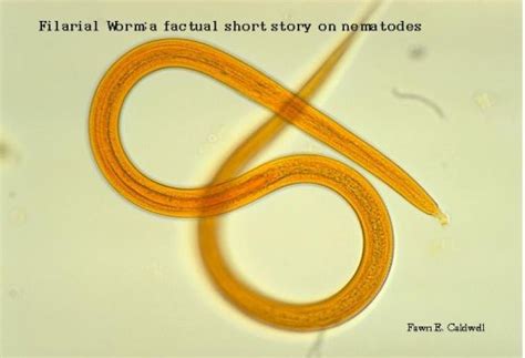 Filarial Worm A Factual Short Story About Nematodes Parasites Ebook