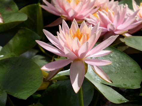 Nymphaea Colorado Water Lily Pond Plants Online Plants And Garden