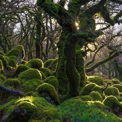 Atlas Obscura On Instagram Welcome To Black A Tor Copse In Dartmoor