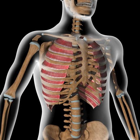 Maybe you would like to learn more about one of these? Rib Cage Muscles : Intercostal Muscles Function Area ...