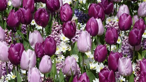 Check spelling or type a new query. Garten-Tulpe (Tulipa gesneriana)