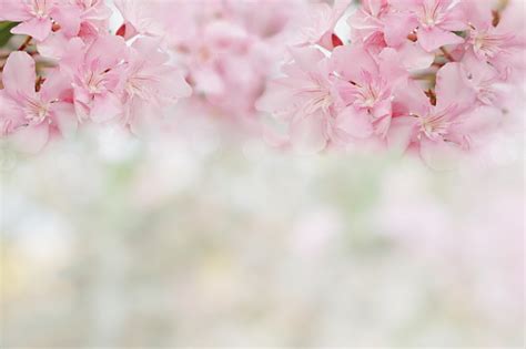Pink Spring Flowers On Spring Bokeh Background Stock Photo And More