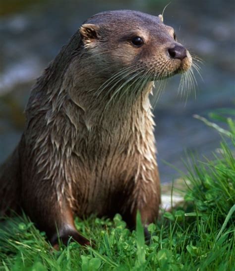 Otter Feasts On Couples £10000 Fish Collection Metro News