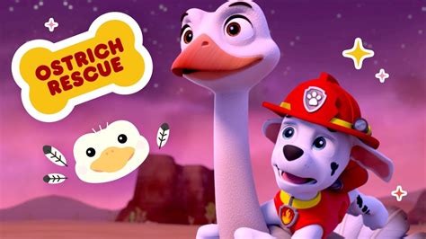 ‘rubble And Marshall Save An Ostrich 🚁 Mini Episode Paw Patrol Nick