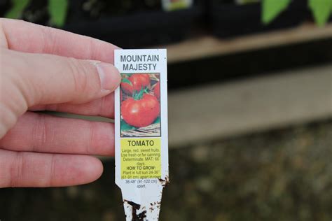 Tomato ‘mountain Majesty Hybrid F1 Wilsons Garden Center
