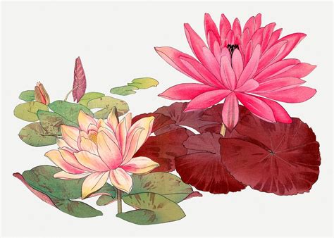 Lotus Illustration Vintage Japanese Art Premium Psd Illustration
