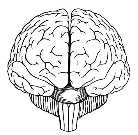 Brain Diagram Front View Sketch Template | Brain drawing, Brain art, Brain art drawing