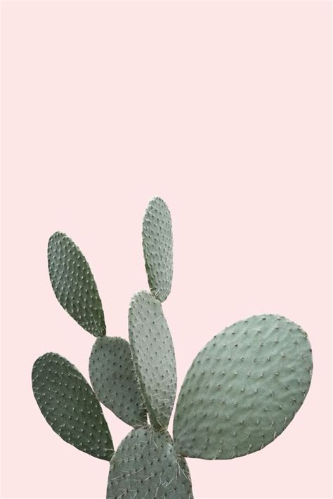 Cactus Photography Pink Desert Cactus Landscape Tropical