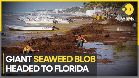 giant blob of seaweed is heading toward u s florida wion climate tracker youtube