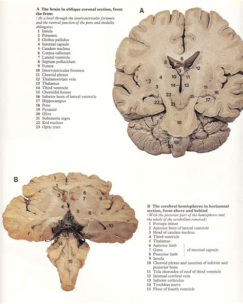 Pin På Part 1 Of 6 Headneck And Brain Atlas Of Human Anatomy Rmh