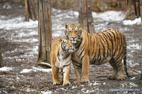 Parque De Tigres En Heilongjiang Spanish Xinhuanet Com