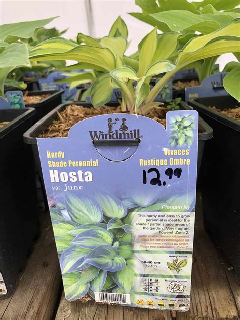 June Hosta Plant Care And Growing Guide Home For The Harvest