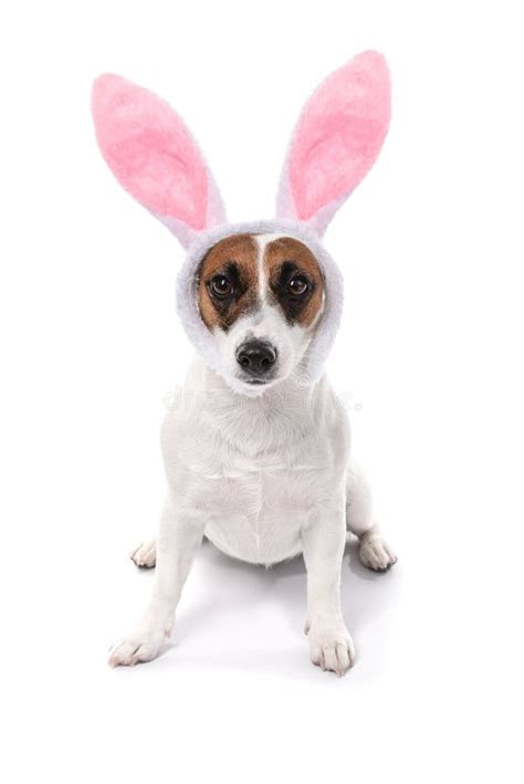 Cute Funny Dog With Bunny Ears On White Background Stock Photo Image