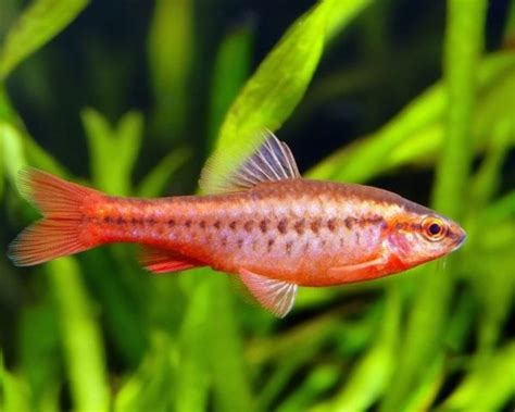 Cherry Barb Care Guide Breeding Tank Size And Disease