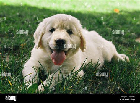 Puppy Golden Retriever Pup Rests On Nature Stock Photo Alamy