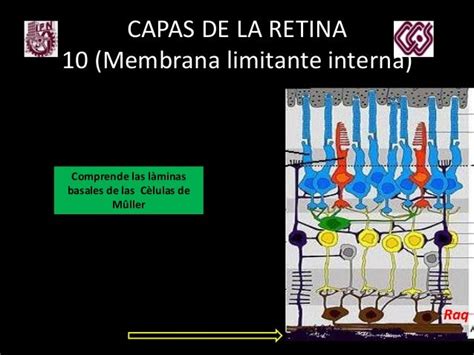 Histologìa Retina