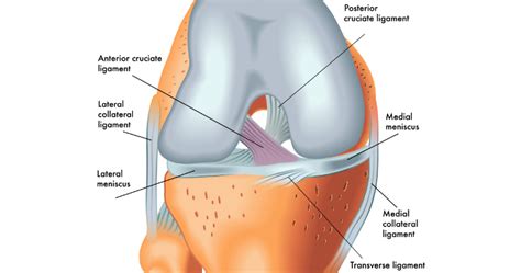 Acl Knee Anatomy Shelbourne Knee Center