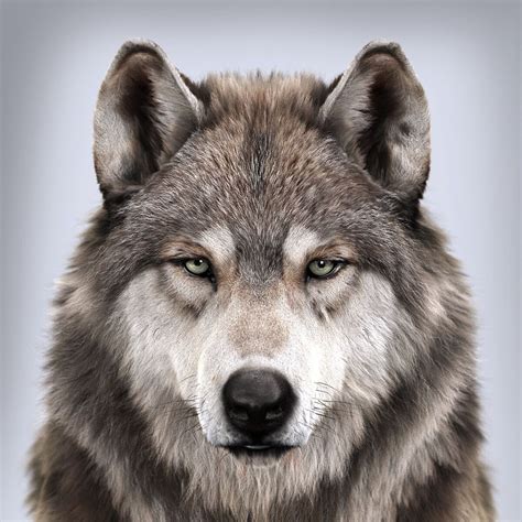 A Close Up Of A Wolfs Face With An Intense Look On Its Face
