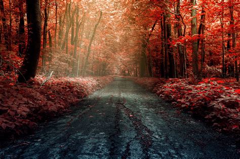 Wallpaper Sunlight Trees Forest Nature Red Winter Road Morning