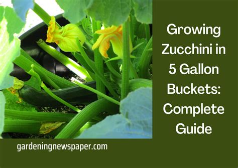Growing Zucchini In 5 Gallon Buckets Complete Guide To Grow Zucchini