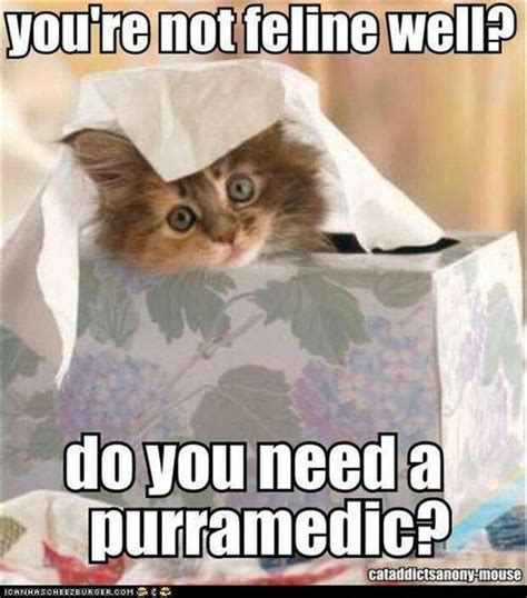Aww Hope You Feel Better Soon Funny Cats Funny Animal Pictures