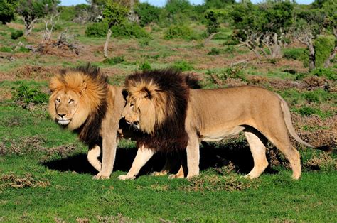The Lion Safari Lion Safari Kruger National Park African Lion