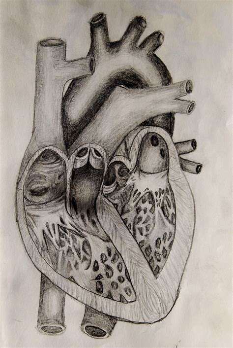 Hand drawn line art anatomically correct human heart. Heart Anatomy Drawing at GetDrawings | Free download