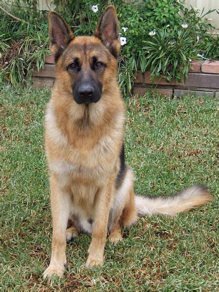 Cleaning Your German Shepherds Ears German Shepherd Ears German