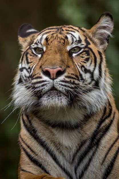 Premium Photo Portrait Of Sumatran Tiger