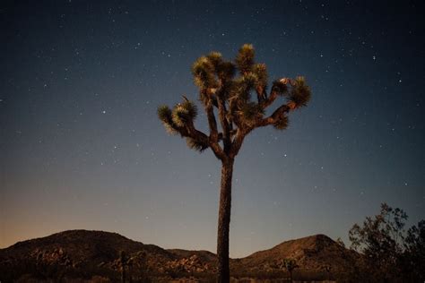 Best Time To Visit Joshua Tree National Park From A Local 2023