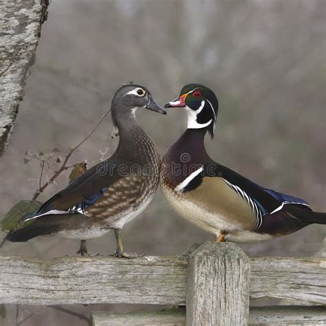 Pair Of Wood Duck Aix Sponsa Stock Photo Image Of Female Patch
