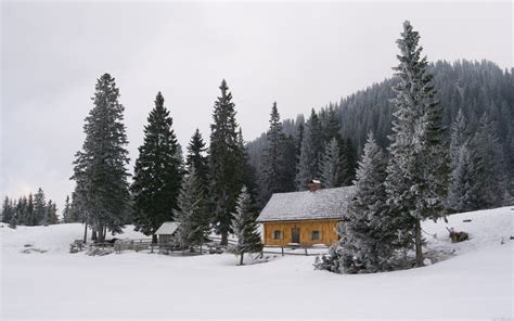 Landscapes Nature Snow Cabin Pine Trees Wallpaper 2560x1600 316490
