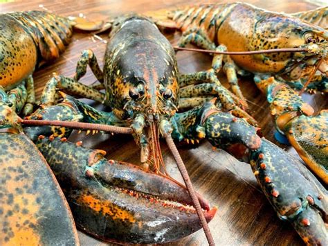 A Calico Lobster The Science Behind Rare Lobsters Is Mesmerizing