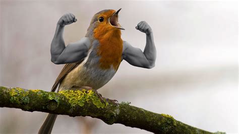 My First Bird With Arms Opinions Rbirdswitharms