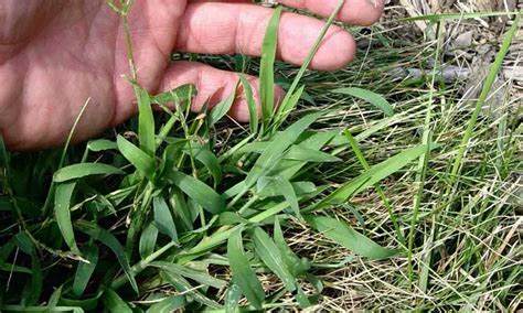 7 Best Crabgrass Killer And Preventer Pre And Post Emergent For Lawns
