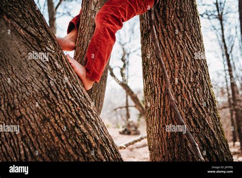 Boy Climbing A Tree Barefoot Stock Photo Alamy