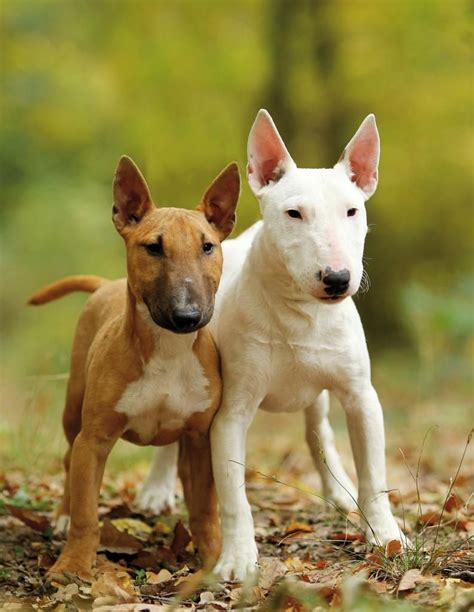 Incredible Bullterriers English Bull Terrier Dog Terriers Dogs