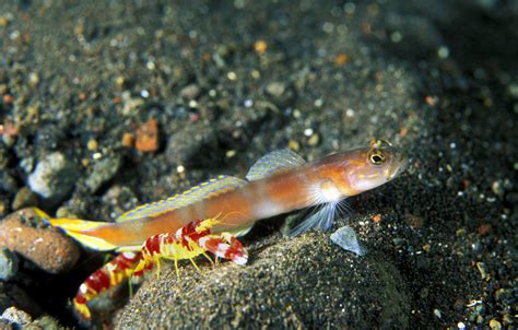 4 Fun Facts About Gobies Underwater360