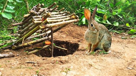 How To Trap Rabbits The Forest Margaret Wiegel