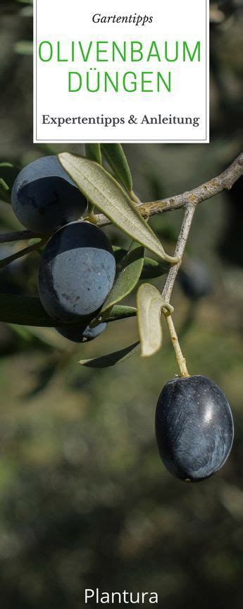 Hat der olivenbaum lediglich die blätter verloren und ist ansonsten noch recht vital (kaum abgestorbene zweige), muss man sich nicht allzu große sorgen machen. Olivenbaum düngen: Zeitpunkt & Düngerwahl | Olivenbaum ...