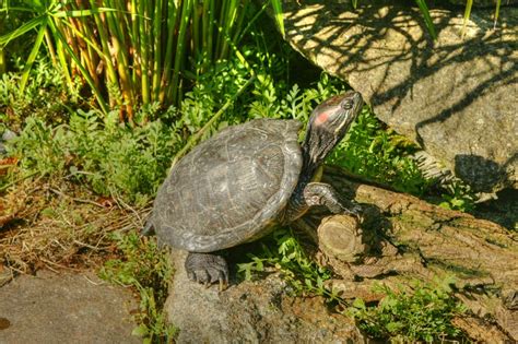 Kakao, aber genau diesen beiden tausendsassa sind im tropenhaus des botanischen gartens linz. Willkommen auf der Experimentalseite für HDR-Imaging ...
