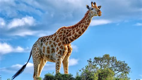 3840x2160 Giraffe 4k Hd 4k Wallpapers Images Backgrounds Photos And