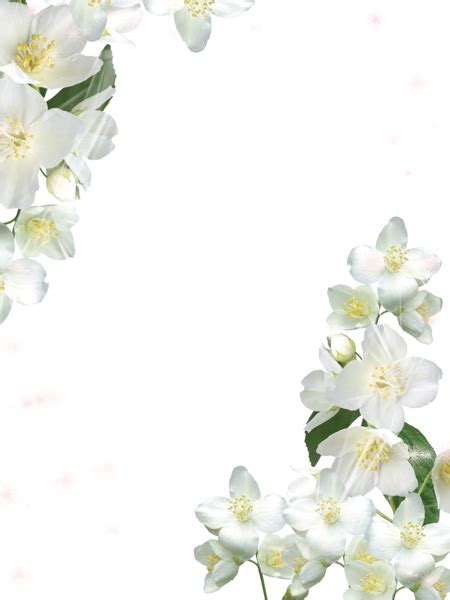 Transparent White Photo Frame With White Flowers Flower Frame White