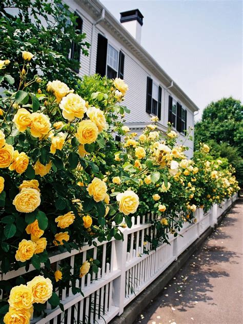 Yellow Roses Are Growing On The Side Of A White Fence